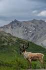USA, Alaska. Male caribou, Denali National Park Art Print
